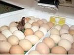 "ІНКУБАТОР КВОЧКА МІ 30 1-Е механічний"